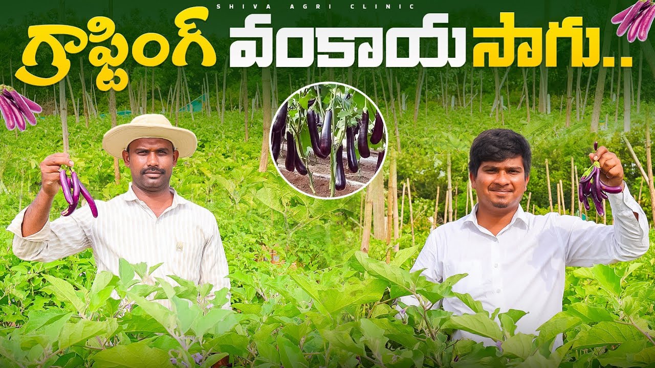 Grafting Brinjal Cultivation In Telugu | గ్రాఫ్టింగ్ వంకాయ సాగు | Shiva Agri Clinic