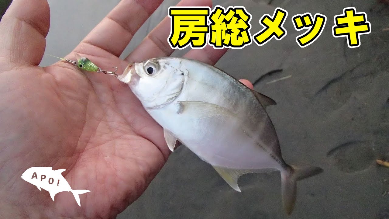 再び房総でメッキ釣りしてきました【千葉ルアー釣り】【メッキ】【かめミノー】【ＡＰＯＯＮ！】