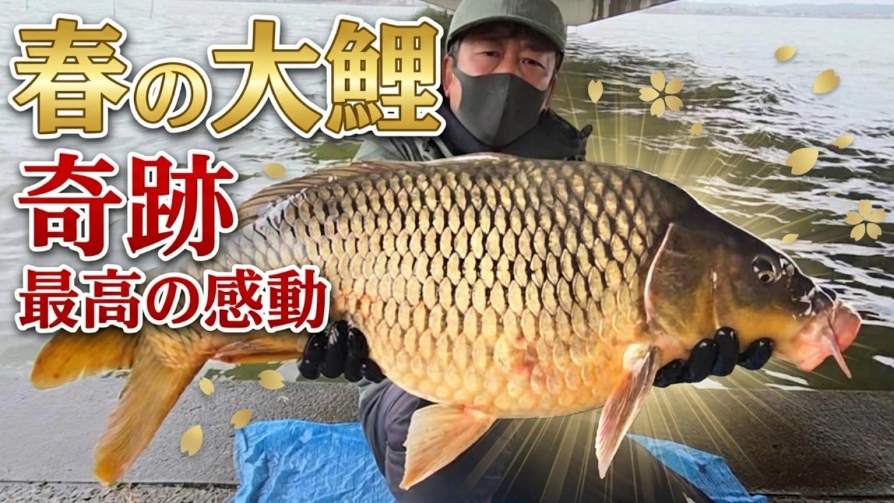 【霞ヶ浦】春の鯉釣り！潜水艦みたいな大鯉が釣れた！ソルロンタン