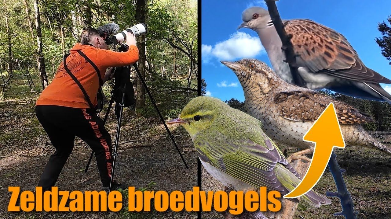Vindt de Zeldzaamste vogel en win een verrekijker! TOH vogeldag 2025