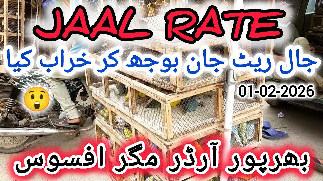 Jaal Rate 01-02-2026 | Birds Prices in Pakistan | Lalukhet Birds Market | Cheapest Birds Market