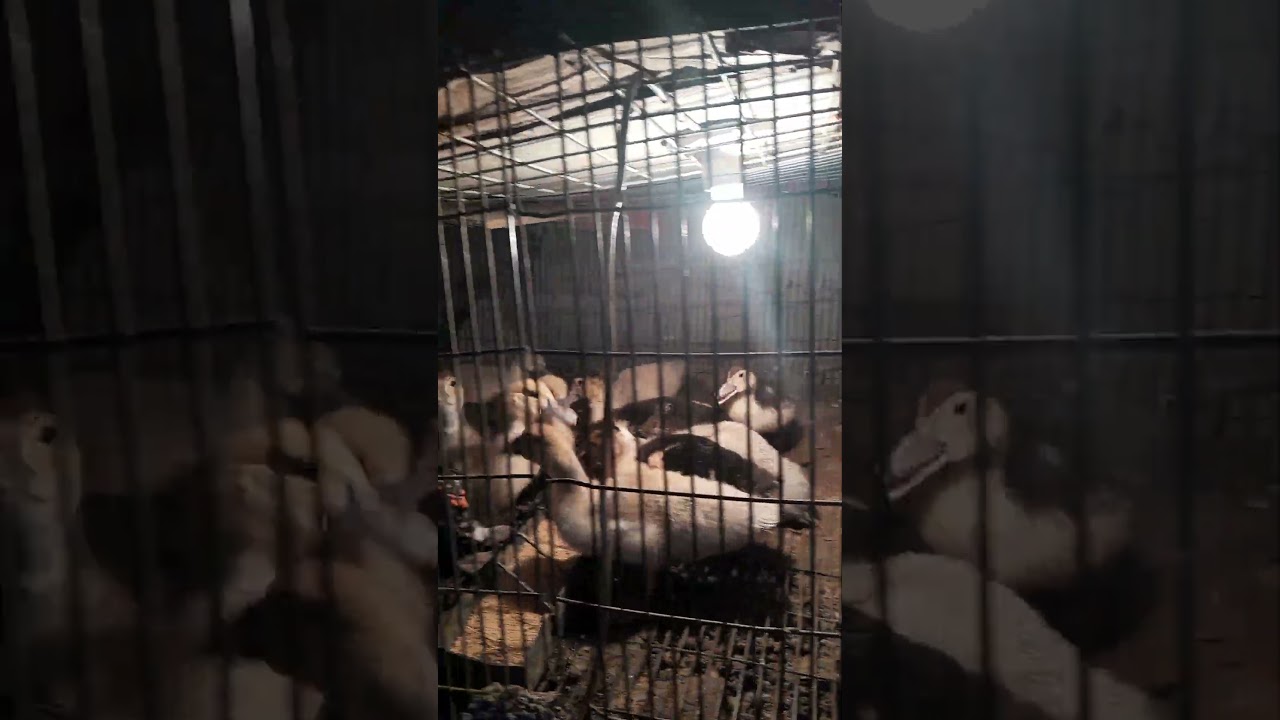 افراخ بش مصري الرصاصي، انوس ، مسكوفي