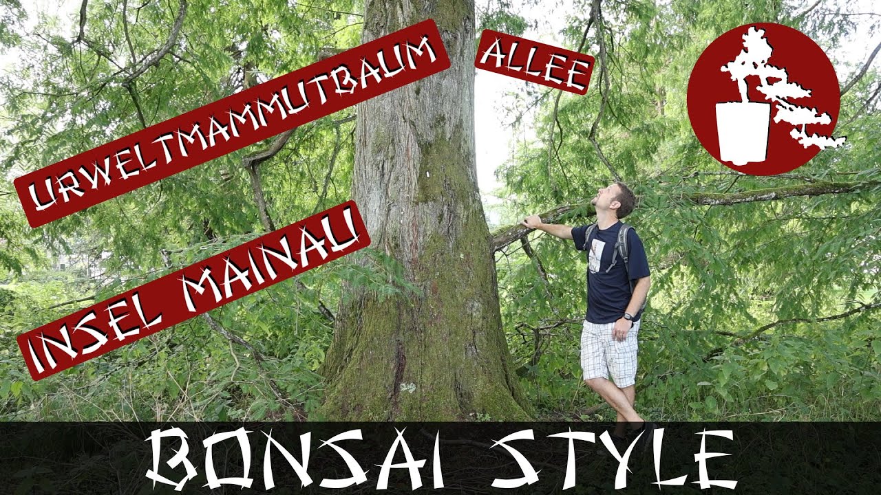 Urweltmammutbaum-Allee auf der Insel Mainau + Update + Schmetterlingshaus | #070 Bonsai Style