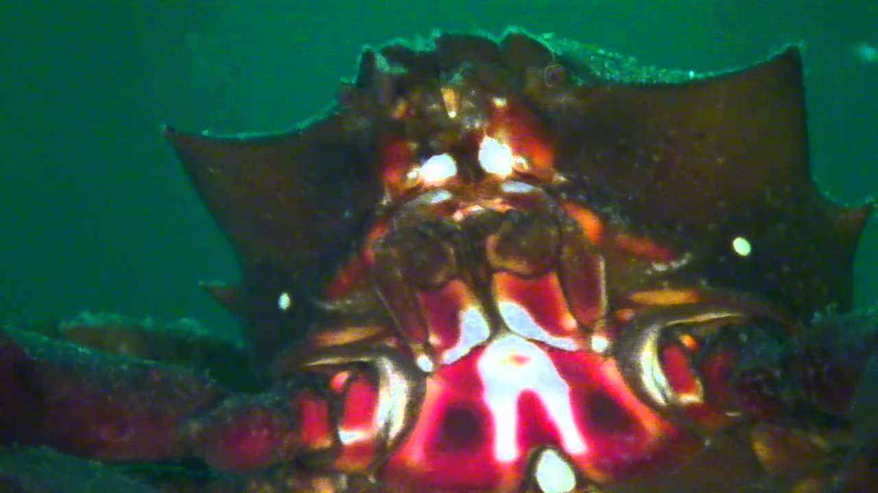 Scuba Diving 3 Tree Point in Des Moines, WA