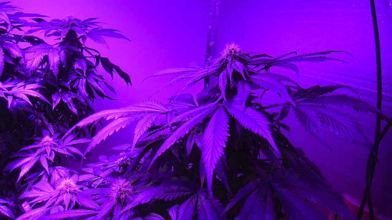 The Pro-Grow 400X LED grow light - Nirvana's Eldorado Mexican Sativa