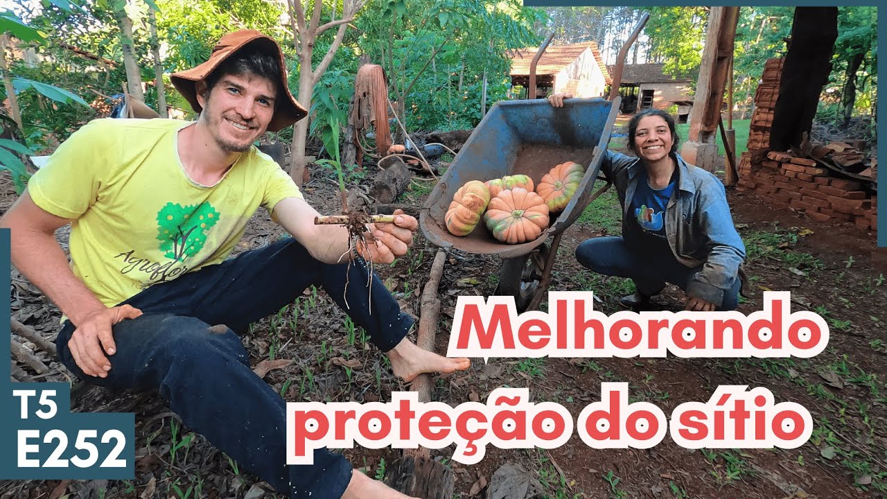ESSE TEM QUE TER NO S&Iacute;TIO: capim que mais produz biomassa