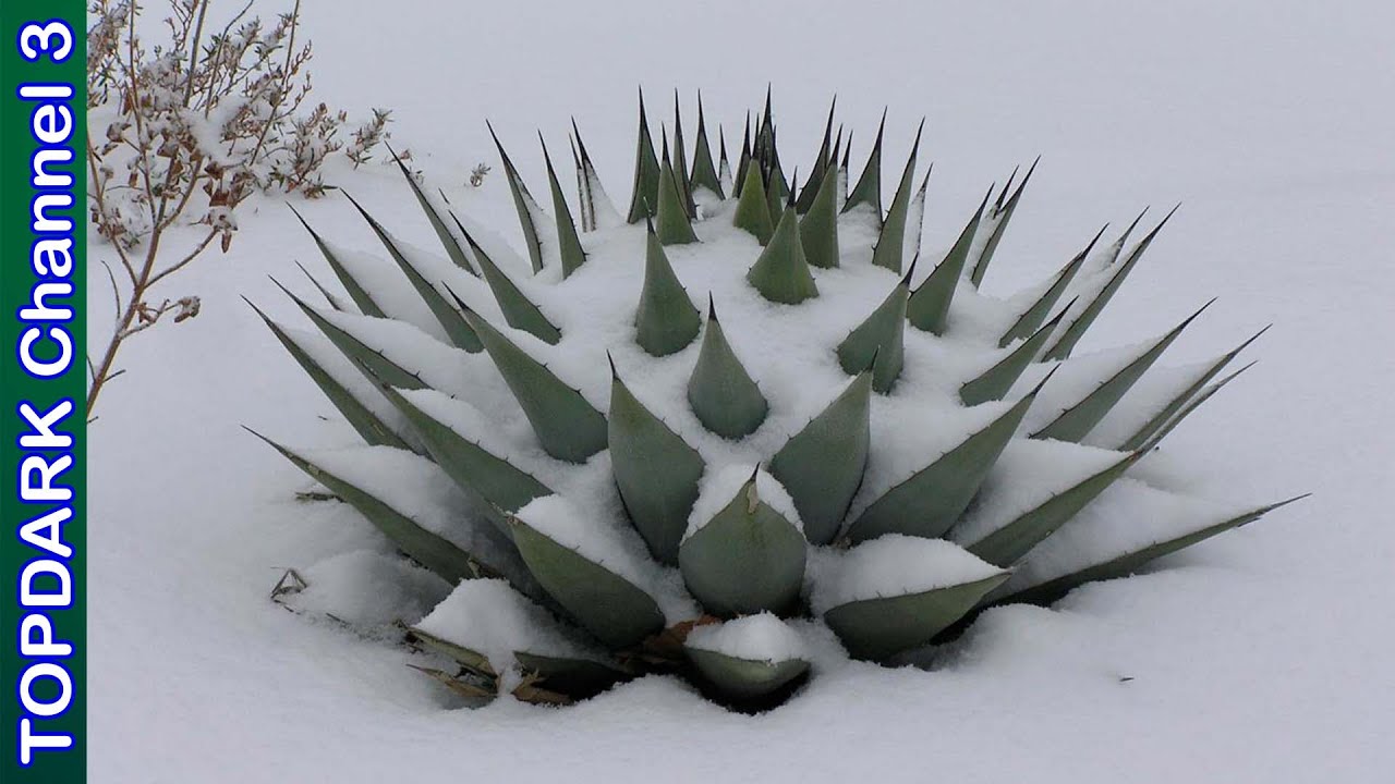 10 Tipos de Suculentas Resistentes a Temperaturas bajo cero