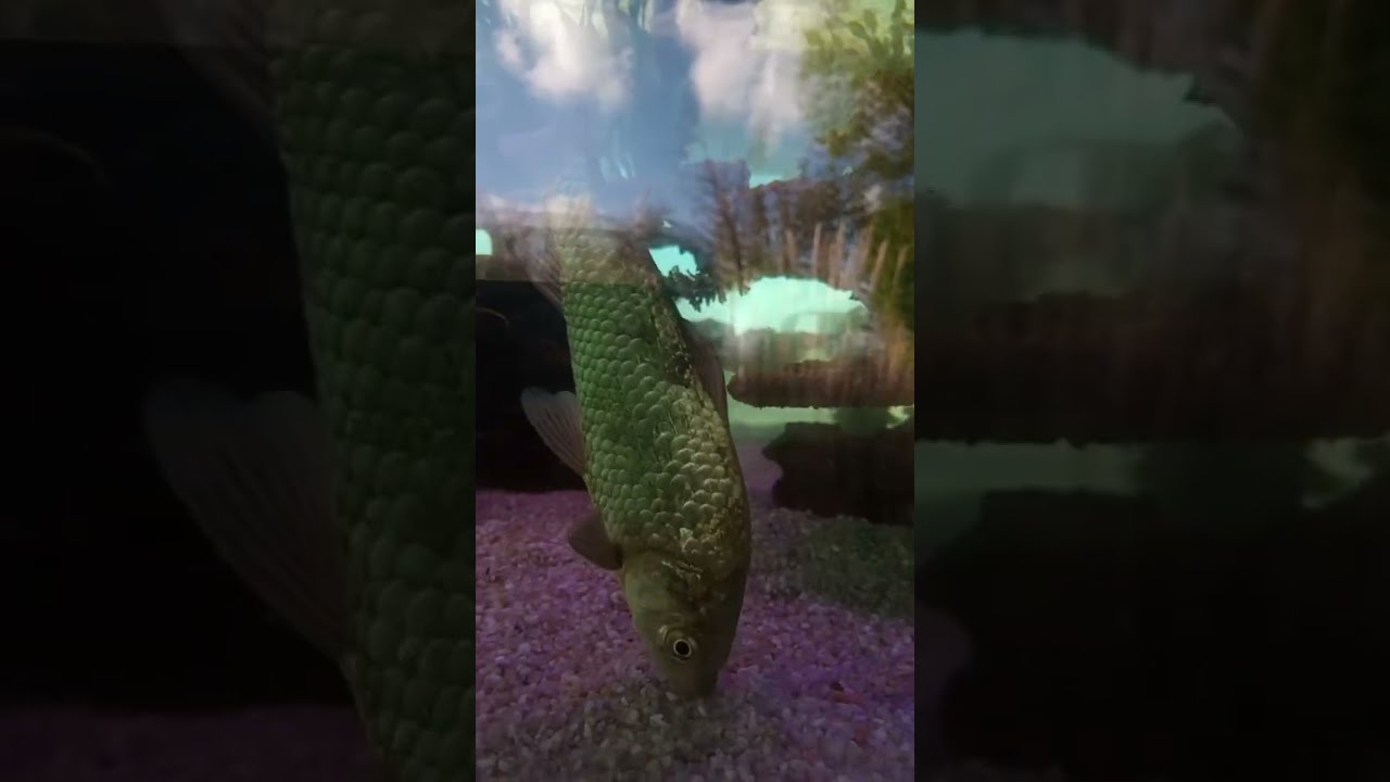 Artem Js в прямом эфире!