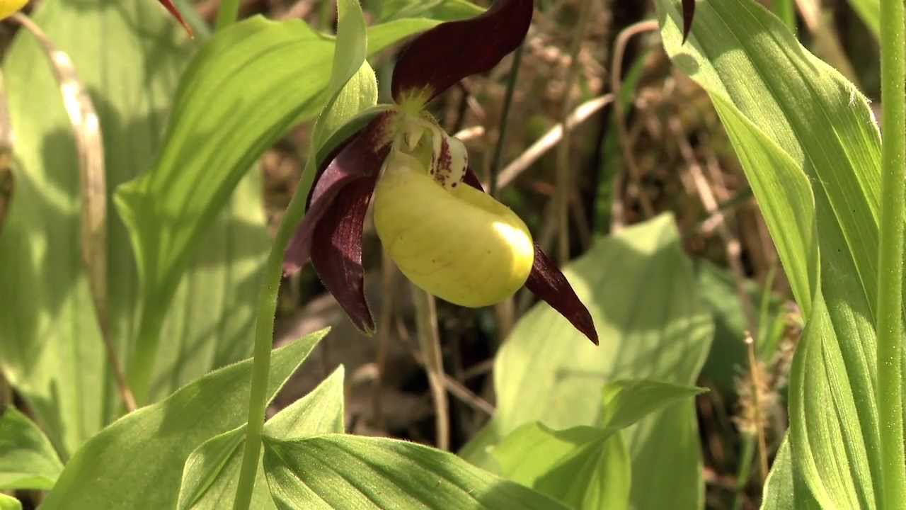 Pflanzenzauber im Leinebergland: Alfeld´s wilde Orchideen