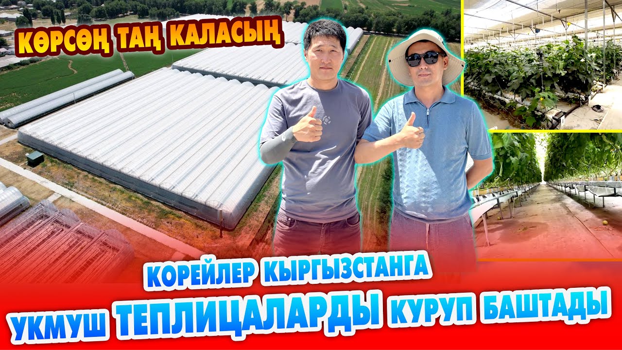 Корейлер курган ТЕПЛИЦА ушундай болот экен ~ 2 сотиктен 2 гектарга чейин ПОД КЛЮЧ жасап беришет