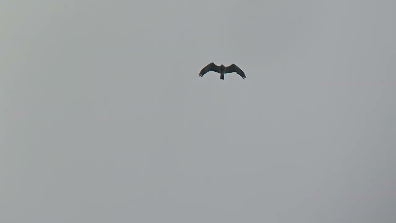 Short-toed eagle migrating at Nabben, Falsterbo 2023-08-30