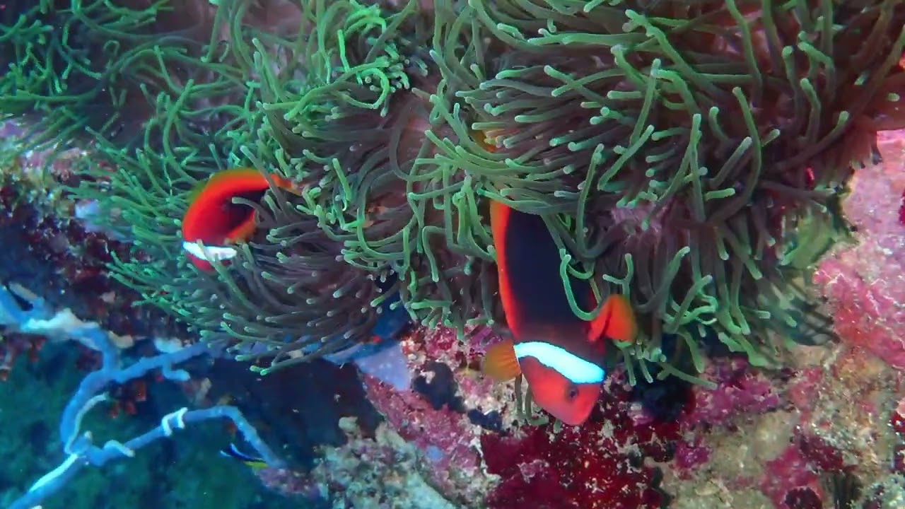 Diving Moalboal, Day 7 March 2026