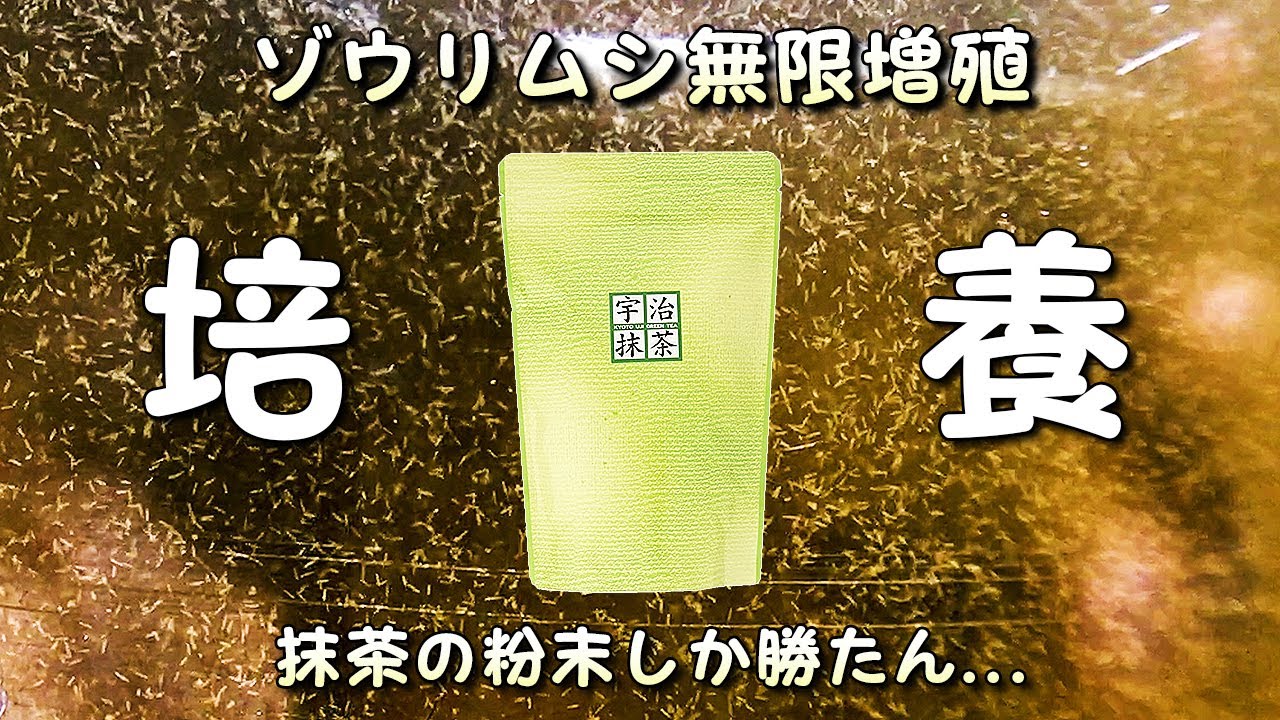 【完全保存版】最強のゾウリムシ無限培養（増殖）・長期管理方法・与える際の注意点まとめ【メダカや金魚の針仔（稚魚）に最適な活餌】