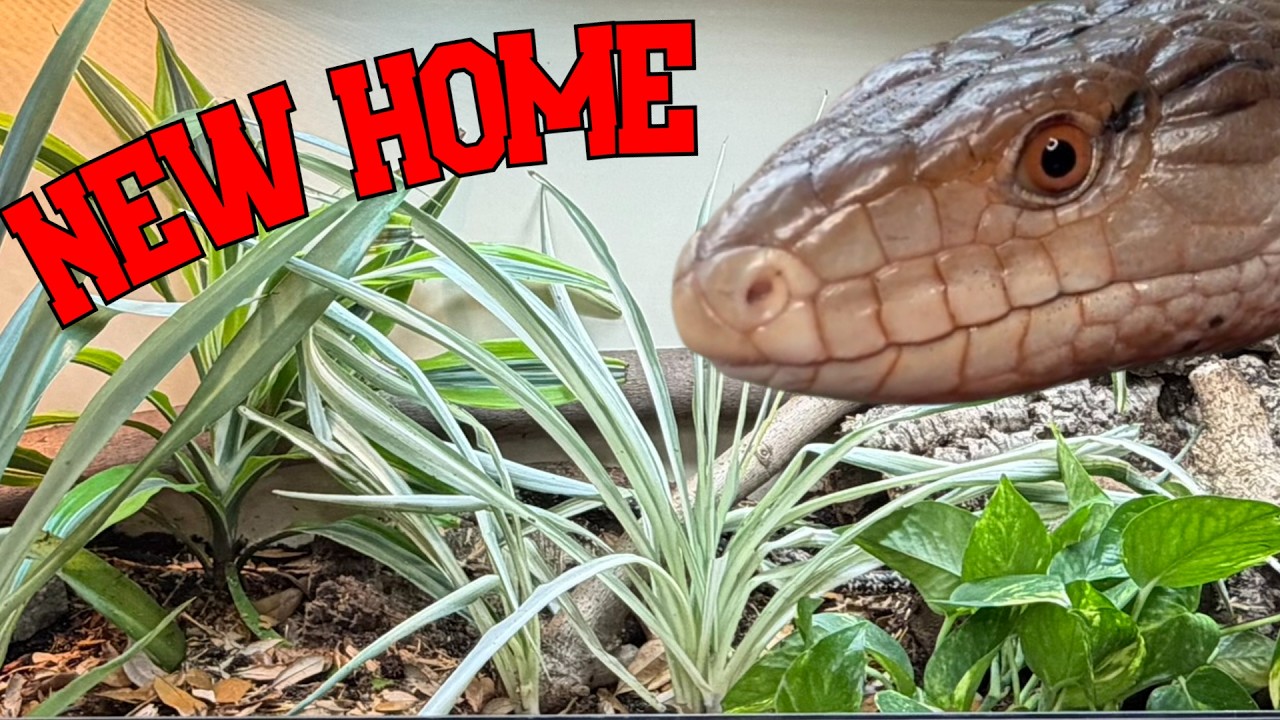 Making My Blue Tongue Skink A New Home!