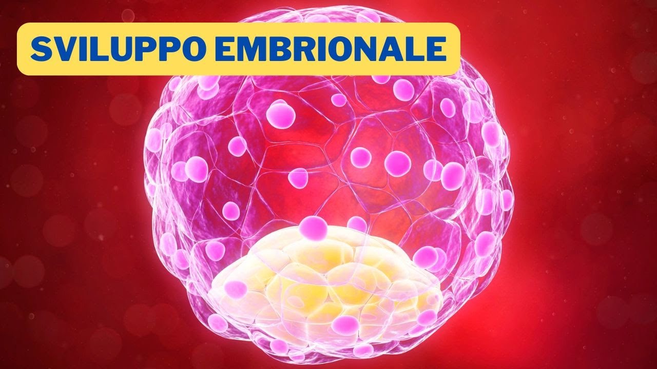 Lo sviluppo embrionale - una sintesi