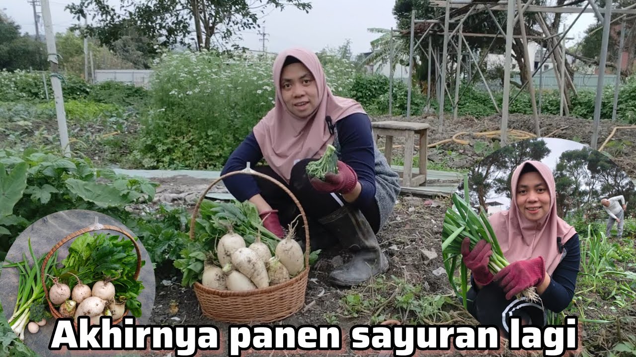 ALHAMDULILLAH‼️ AKHIRNYA KE KEBUN LAGI PANEN BANYAK SAYURAN 