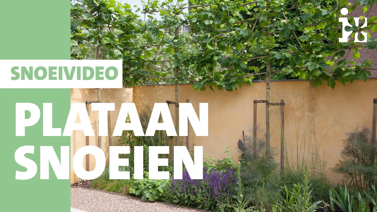 Intratuin - Plataan snoeien