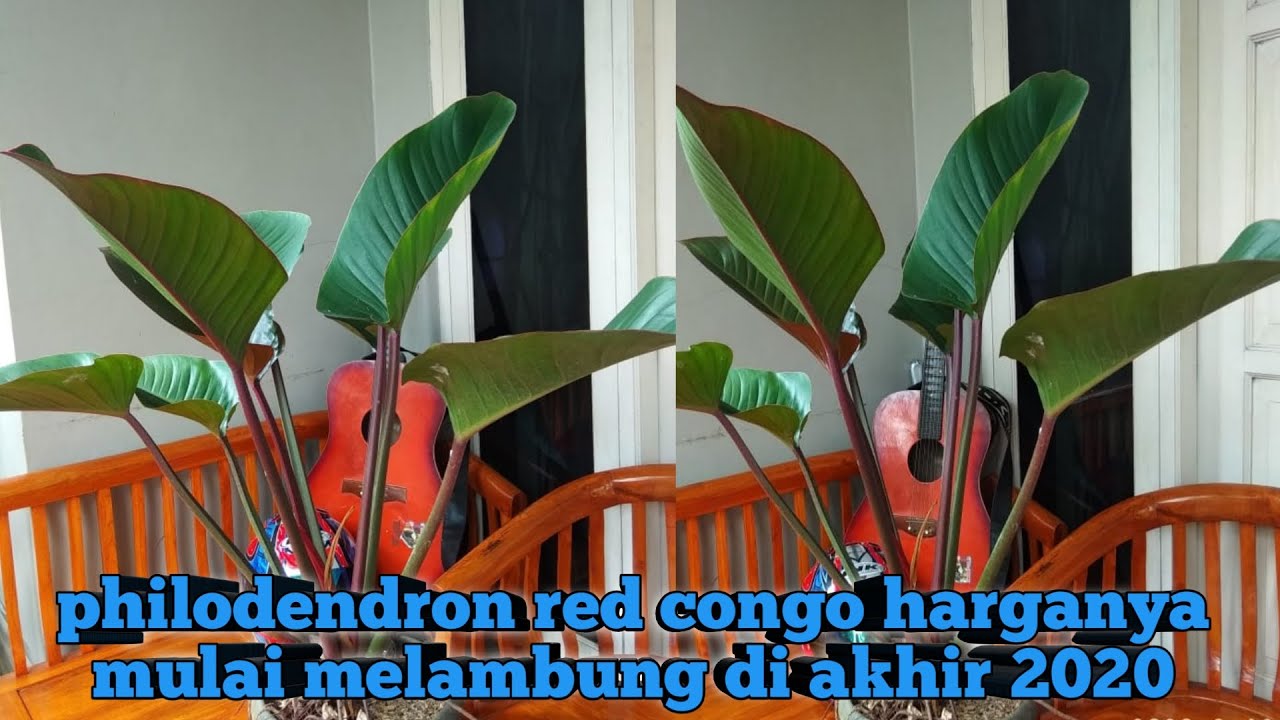MENGENAL JENIS TANAMAN PHILODENDRON RED CONGO