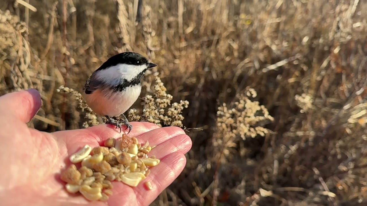 Hand-feeding Birds in Slow Mo - Black-capped Chickadee