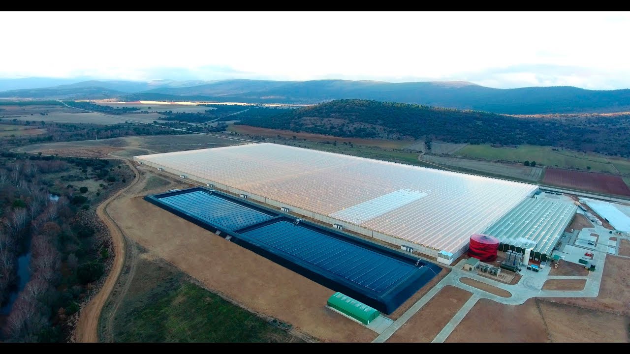 DALSEM   Timelapse   Aleia Roses   2016