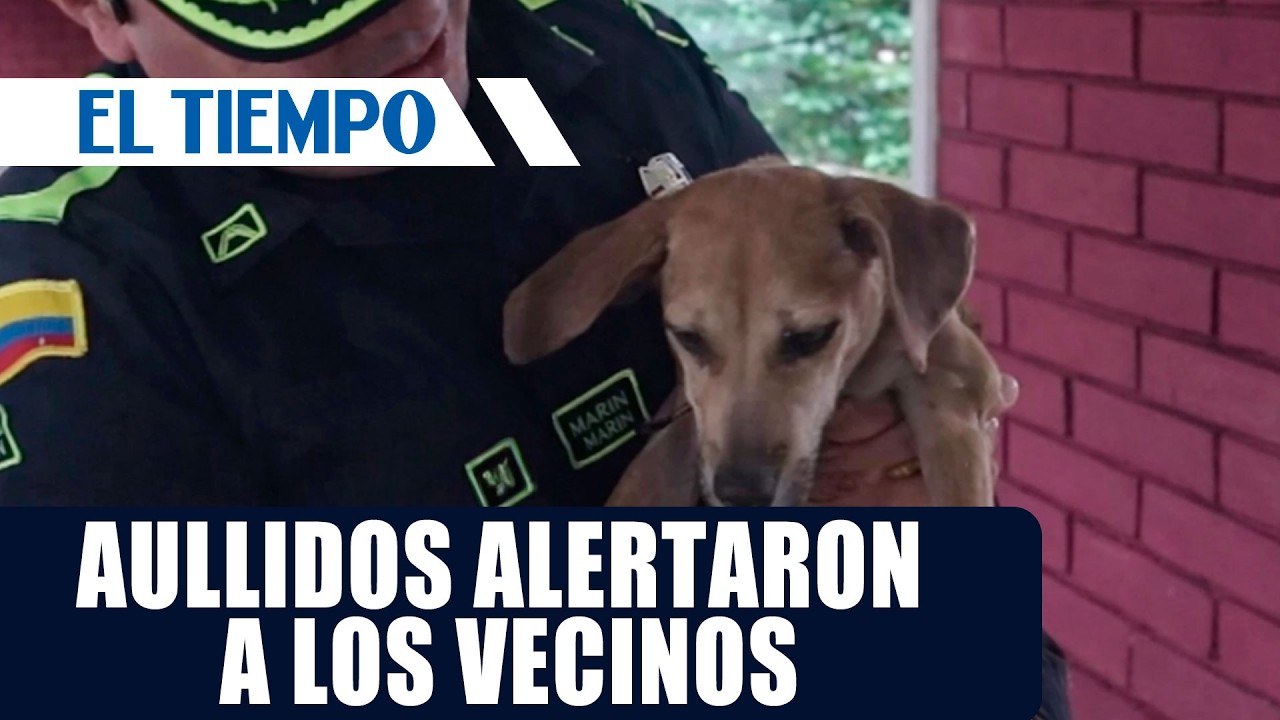 Rescatan a Doki en Girardot tras hallarlo con grave lesión en el cuello | EL TIEMPO