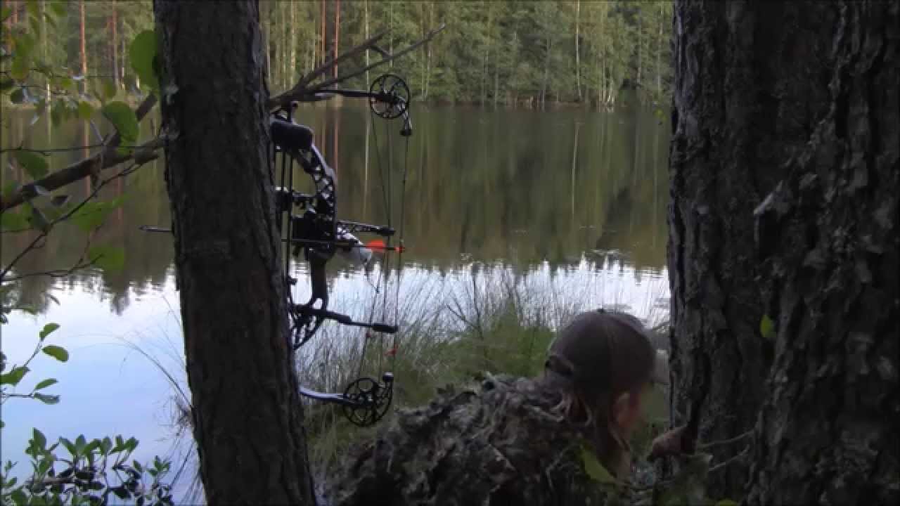 Beaver hunting with bow in Finland