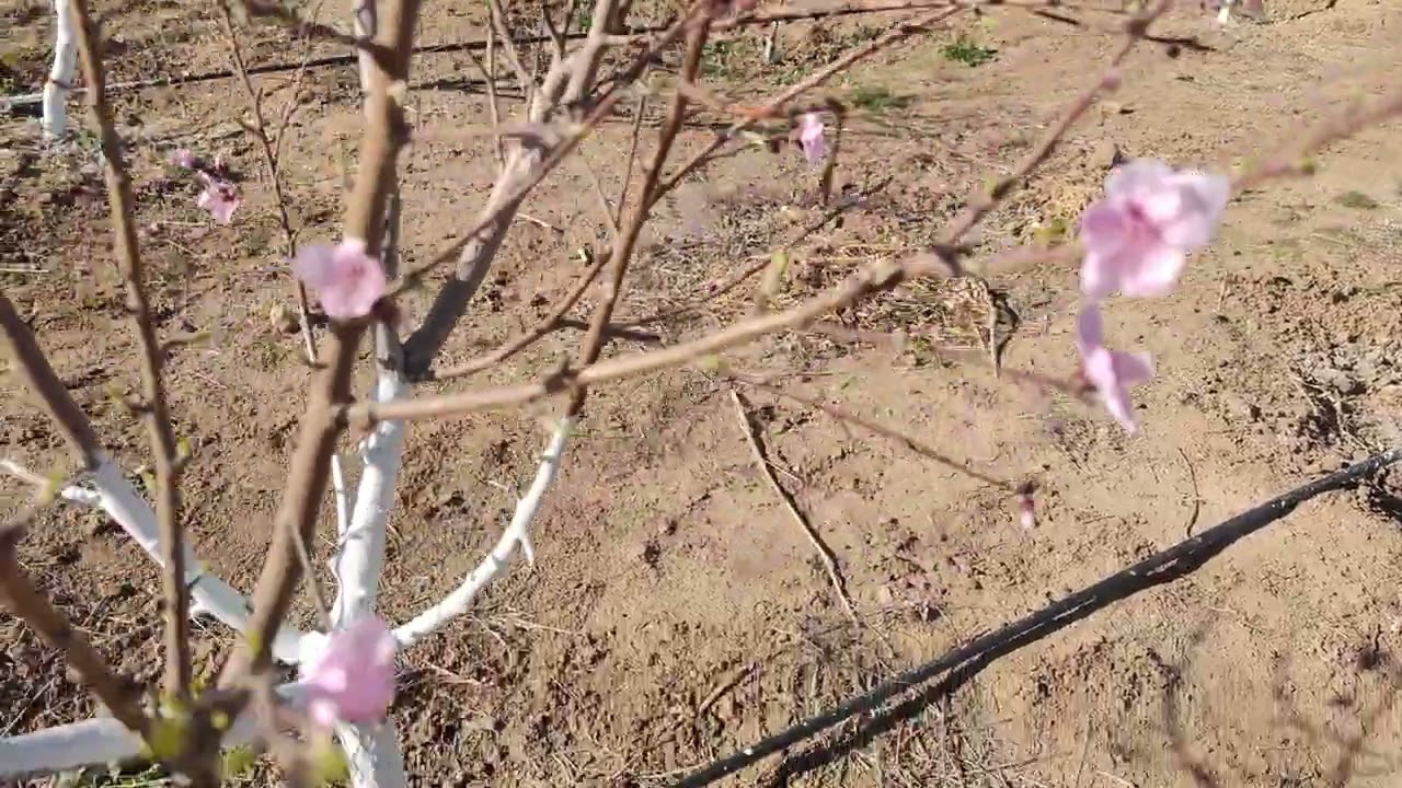 #خدمة_مزارع_النيكتارين_فترة_الازهار 🍑🌸 🌿
