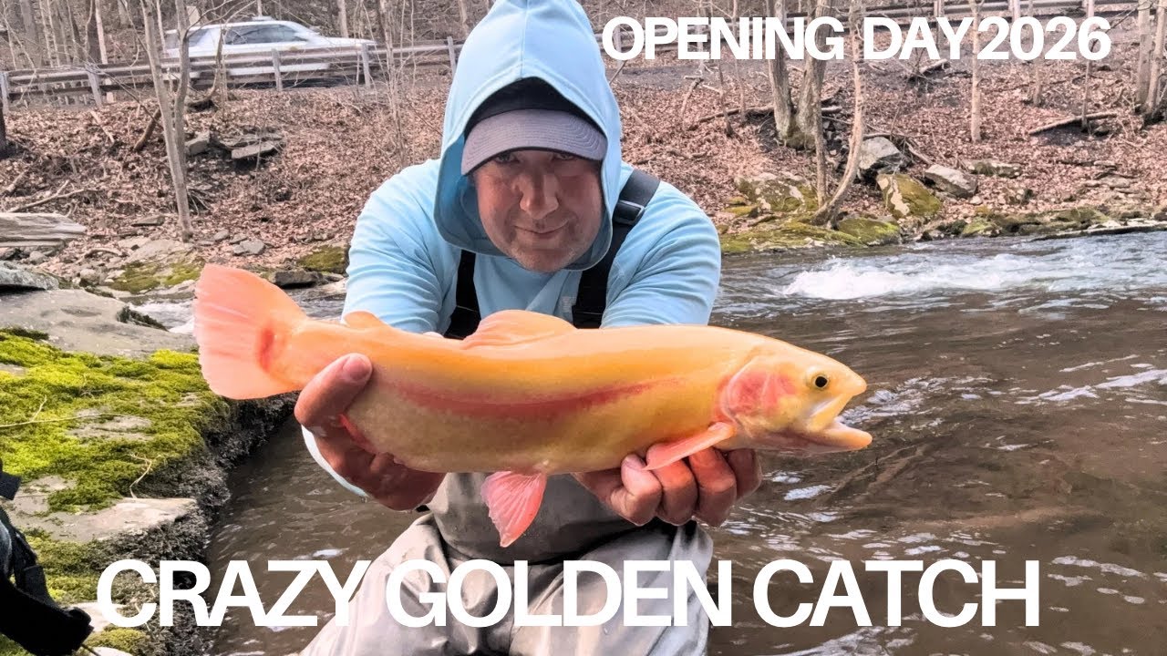 PA Trout Opener 2026: Big Golden on the Fly