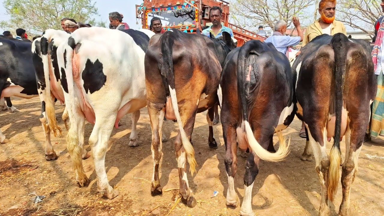 ২৭/২/২৬/পবিত্র মাহে রমজান মাসে ঝড়ের বেগে আমদানি হয়েছে হলেস্টাইন ফ্রিজিয়ান দুধের গাভী, সোনাইচণ্ডী!