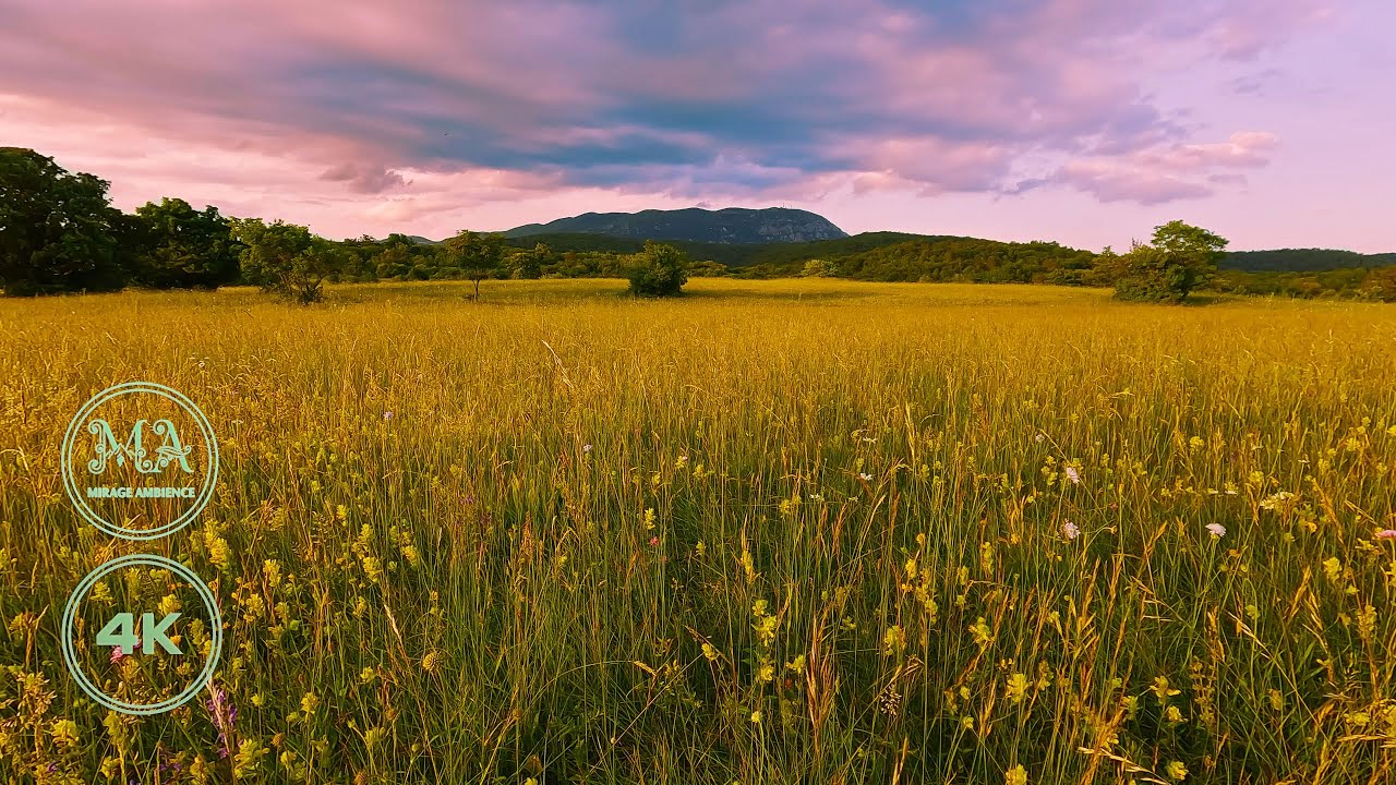Sunset Meadow: Tranquil Nature Sounds with Birds & Crickets (4K)