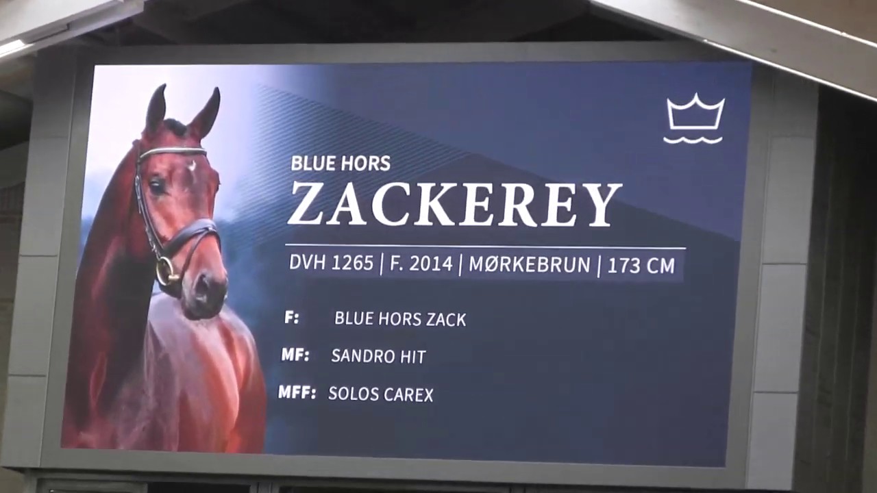 Blue Hors Stallionshow 2019: Zackery