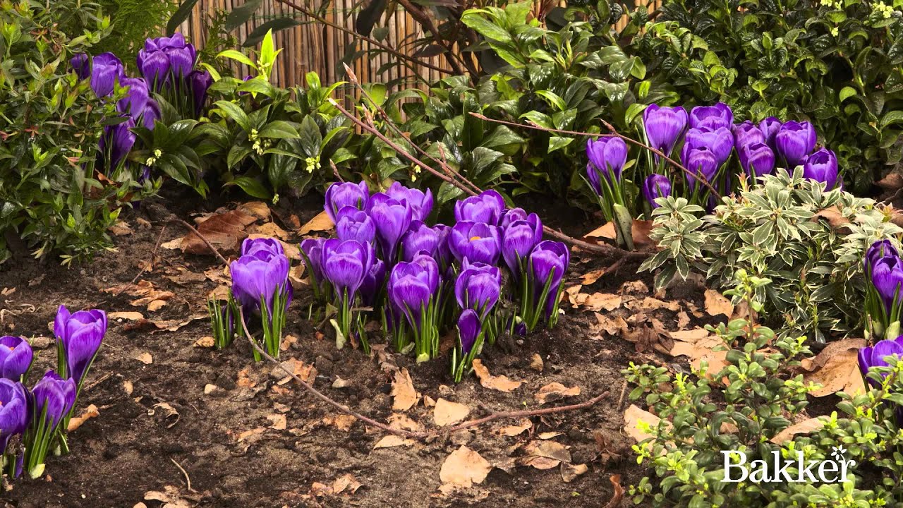 Timelapse - Crocus