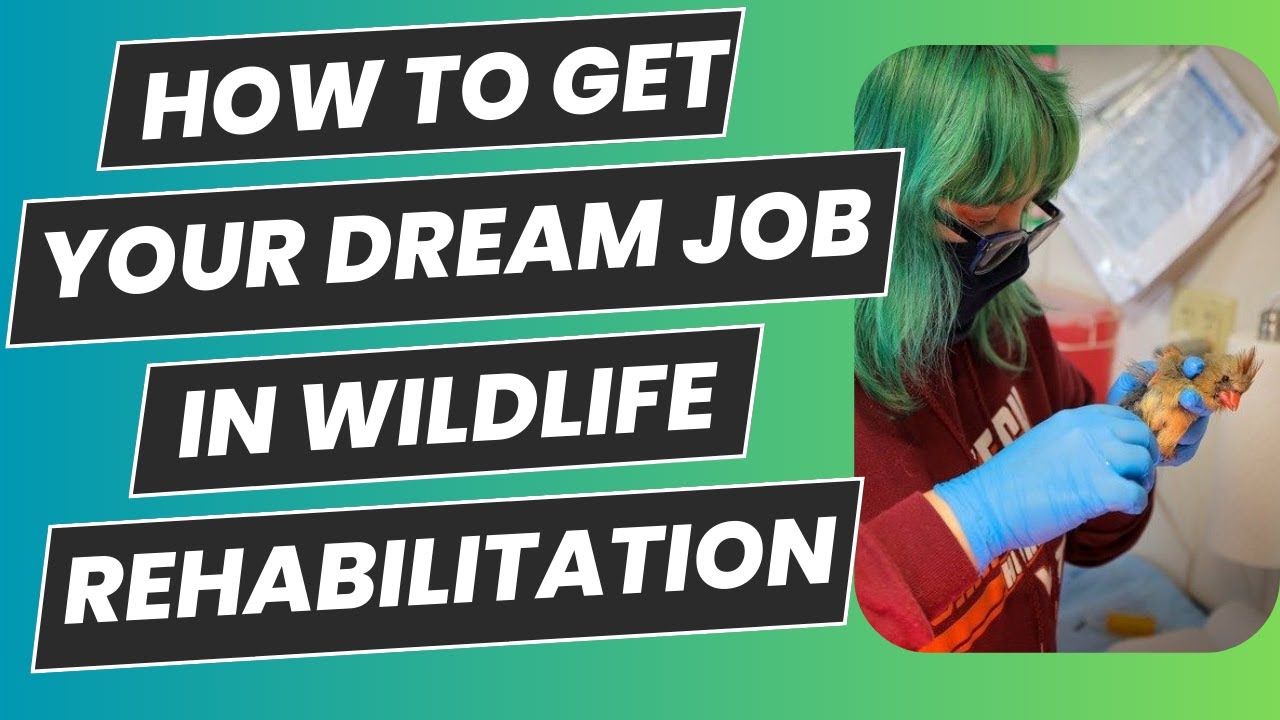 Get Your Dream Job In Wildlife Rehab!