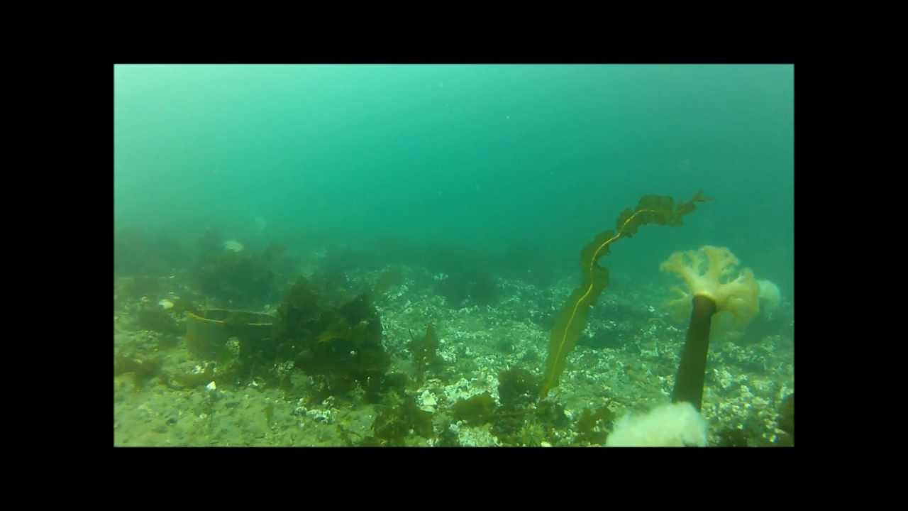 Unalaska Small Boat Harbor ROV video by High Tide Exploration