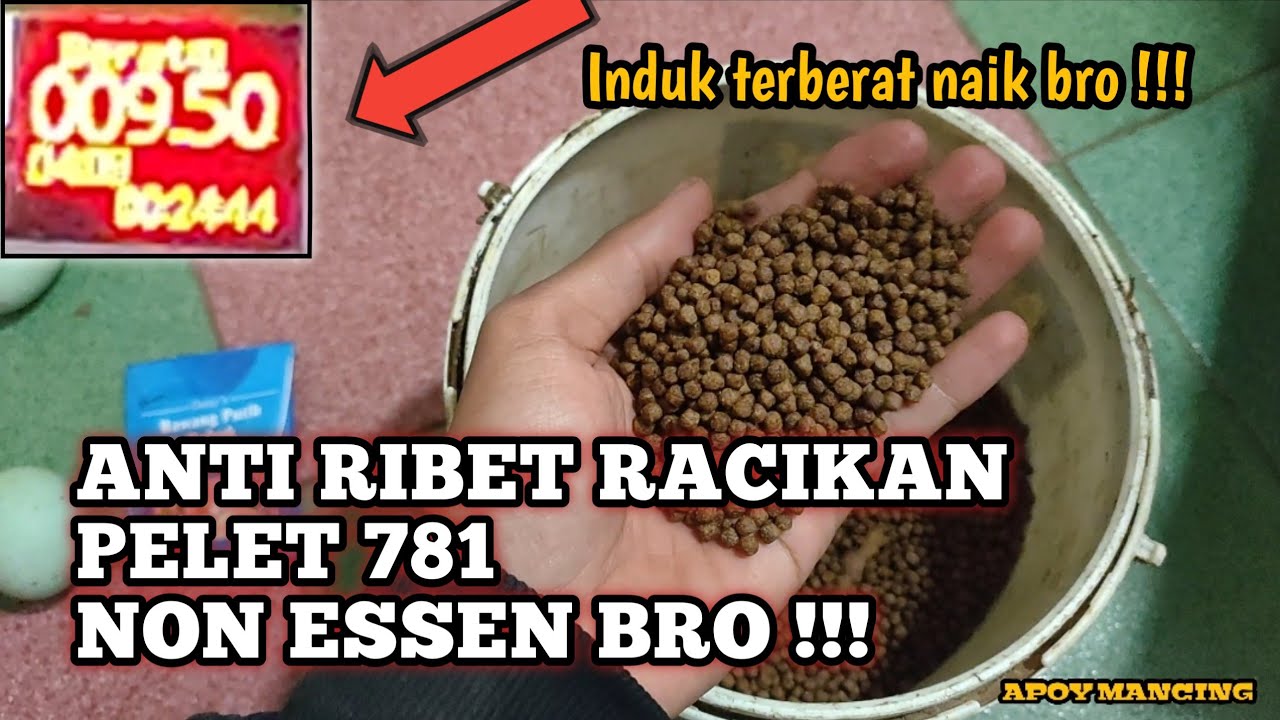 RACIKAN PELET 781 BERHASIL AMANKAN INDUK BRO !!!