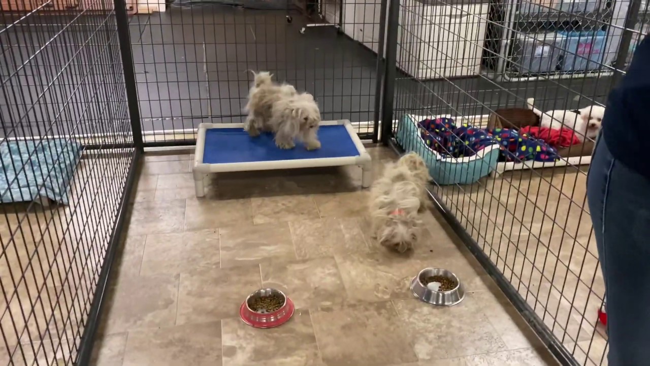 Look at the Forgiveness & Resilience! Severely Neglected Puppy Mill Rescues Get First Blanket