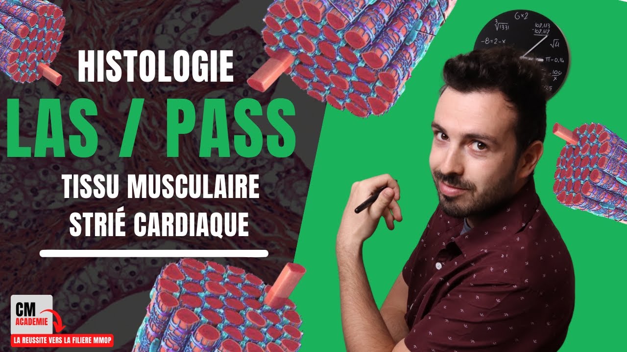 Le TISSU MUSCULAIRE STRIE CARDIAQUE : 💓 Cardiomyocytes, myocarde, myofibrille, troponine....