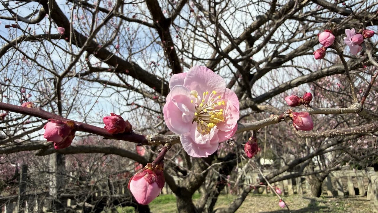 コメダ珈琲でモーニング、そして宮ノ陣神社の梅の花！／Vlog.2026.2.22.日曜日