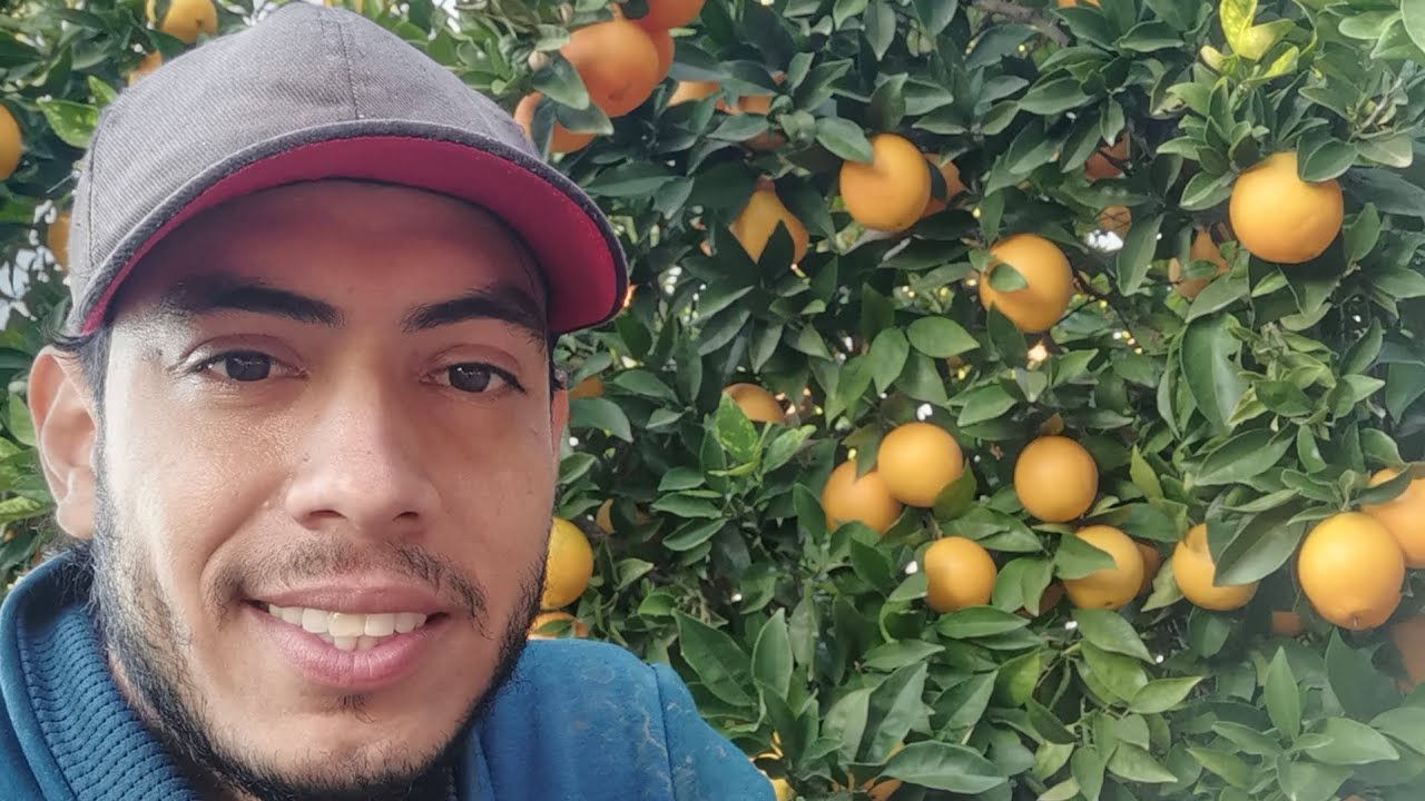 2020 Mi primera campaña de cítricos (mandarina y naranja) 🍊 hasta día de hoy 5 años 🧡