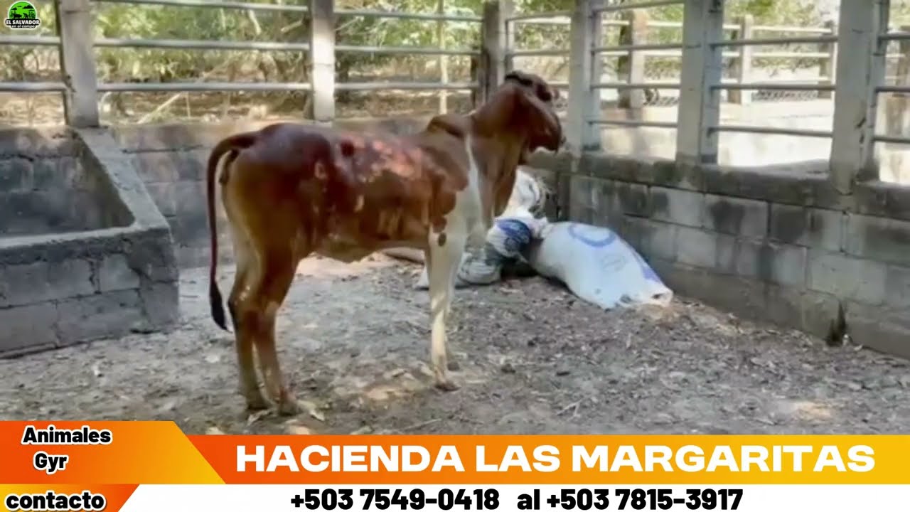 Terneras y Becerros disponibles en Hacienda las margaritas | El Salvador en el Campo