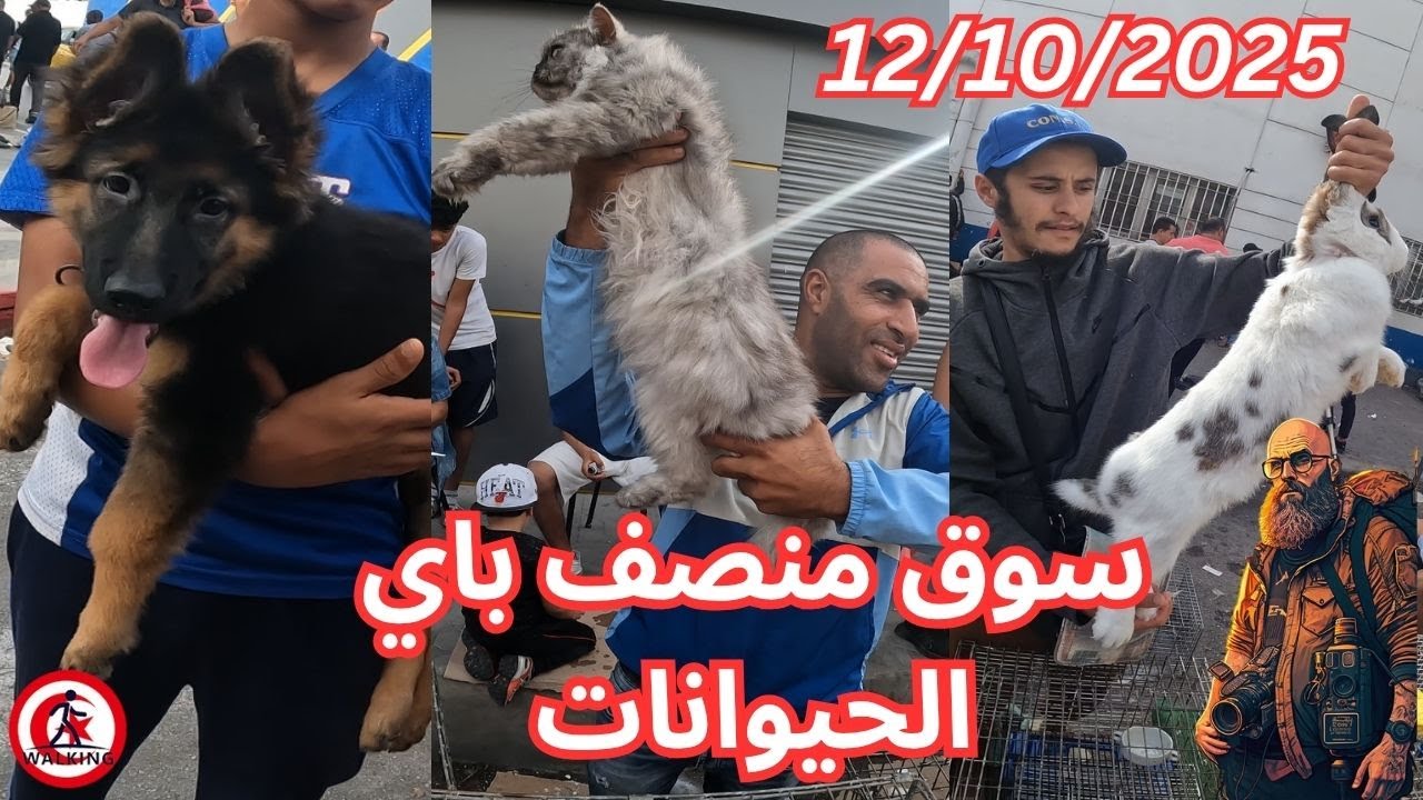 جولة في سوق  منصف باي  الحيوانات  12/10/2025 (  Moncef Bay animal )