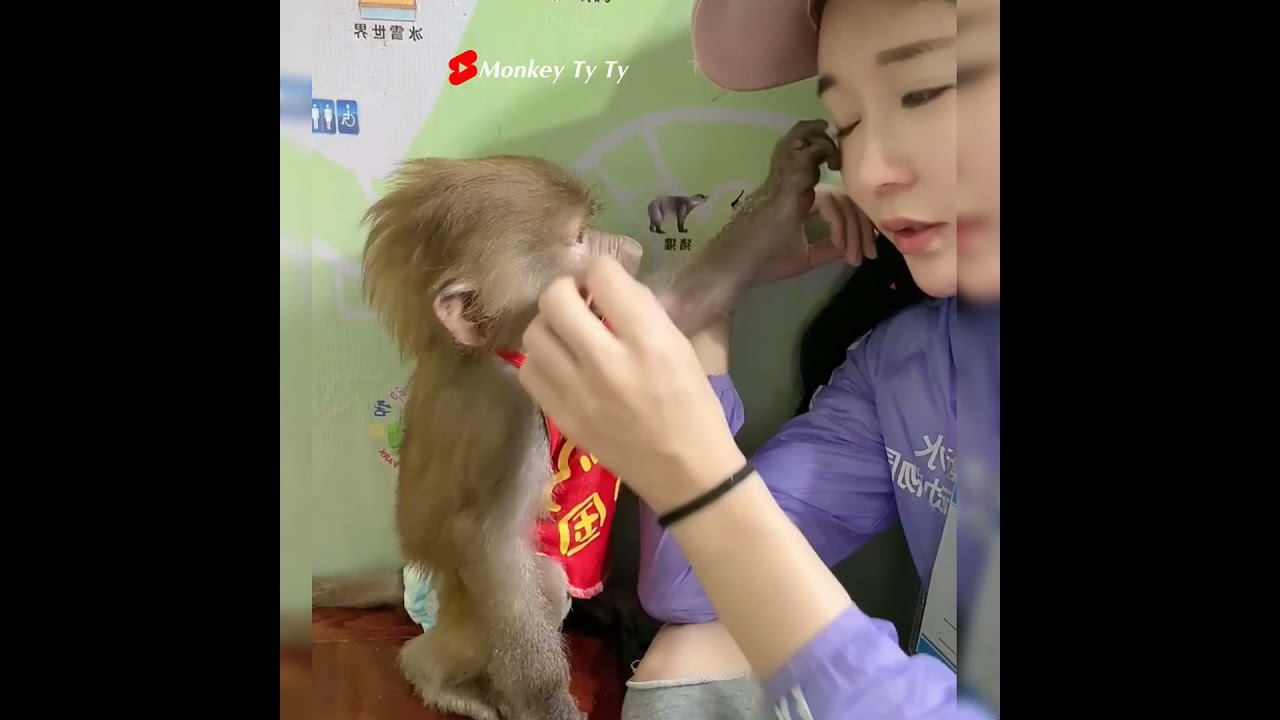 Monkey wildlife|Caring for Wildlife Macaques#Short#Shorts