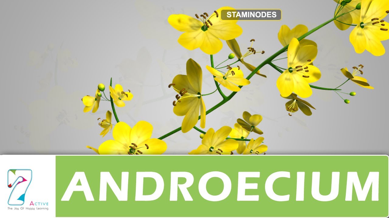 ANDROECIUM