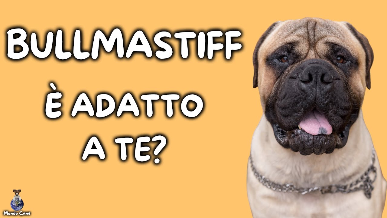 Bullmastiff: Cosa Sapere