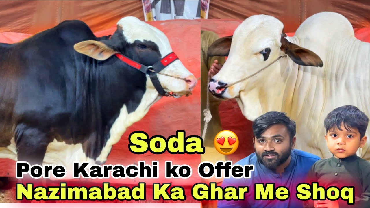 Nazimabad Ka Ghar Me Heavy Qurbani 2026 Ki Sale 🚨 | Malir Cow Mandi Se Bhe Sasta 😍