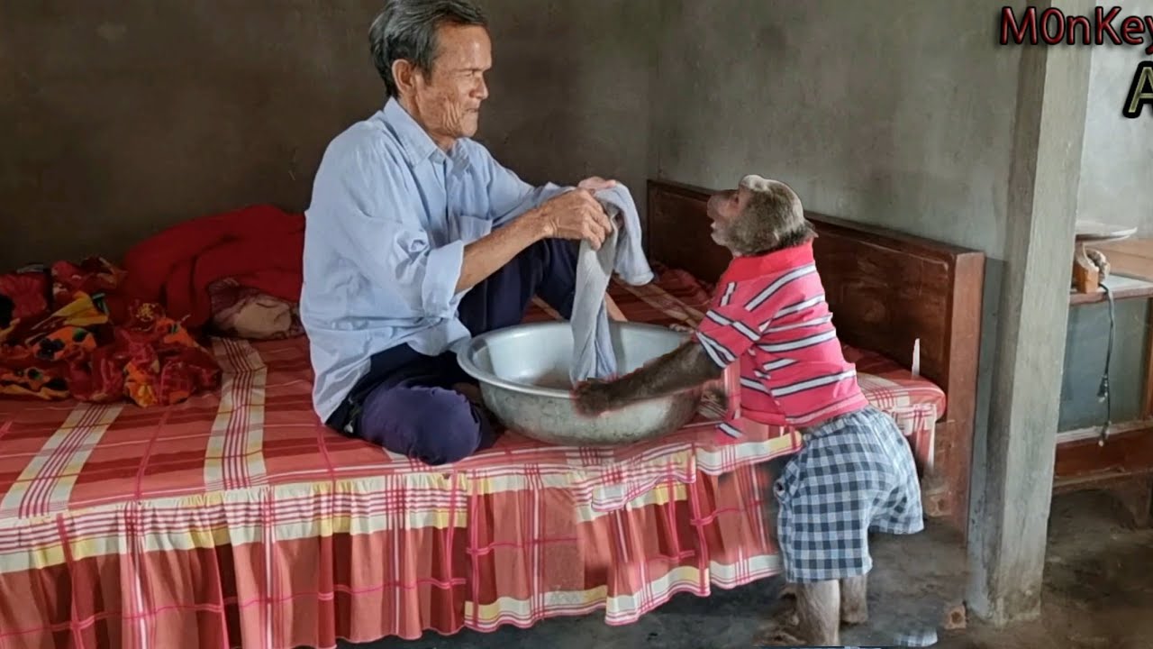 Super cute ABU smart to clean the house to help the blind (part 1)