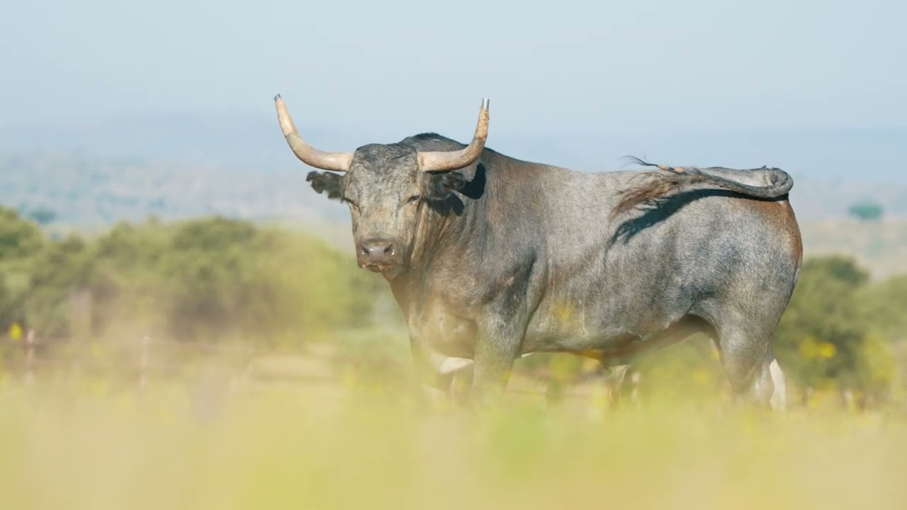 Presentación de Galocho, Toro Enmaromado 2025 de Benavente