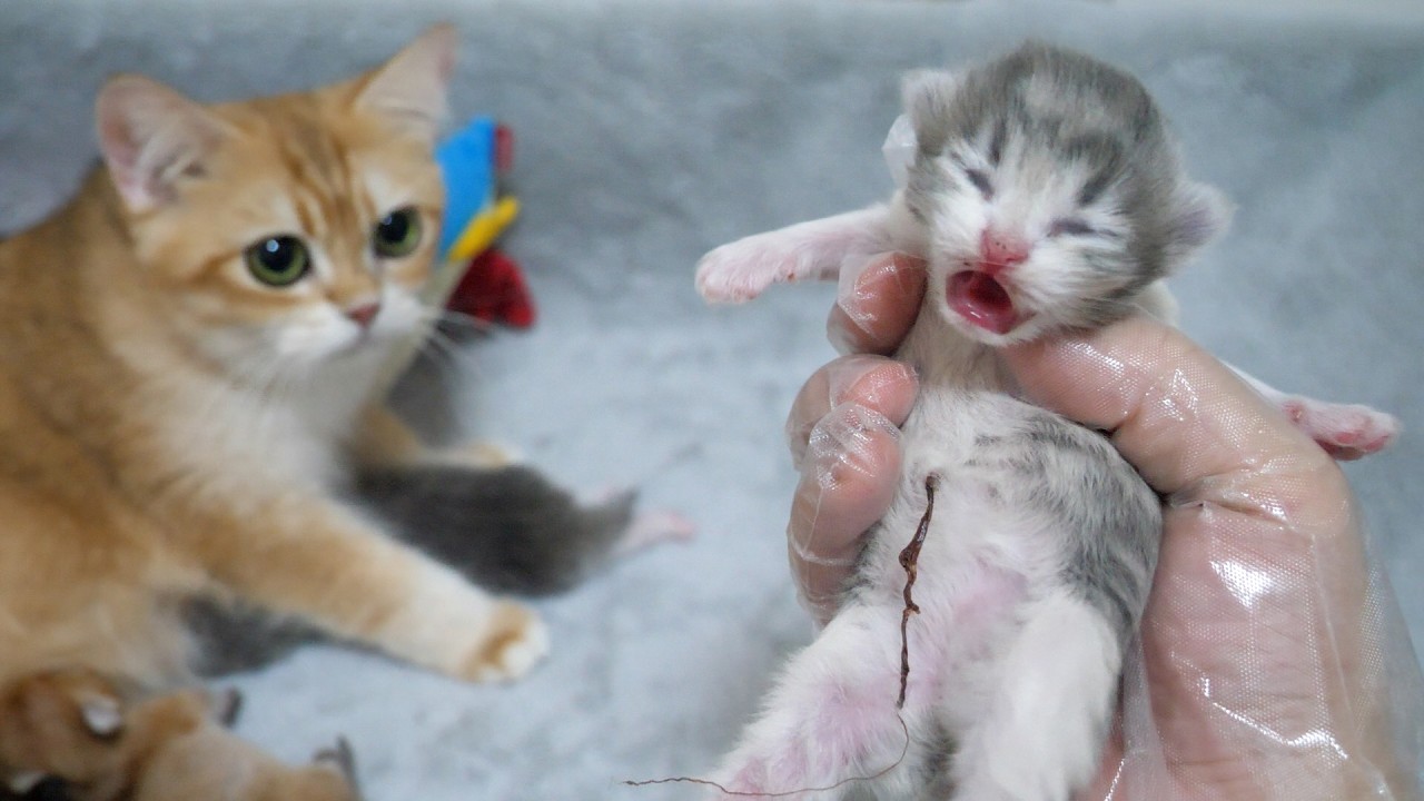Cute little kitten that just can't seem to find its mother's teats&hellip;