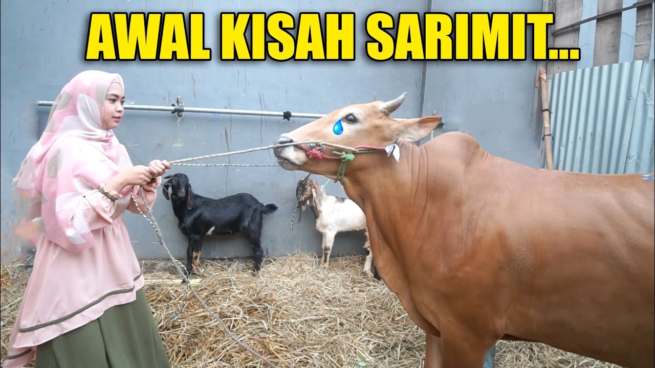 HUNTING HEWAN QURBAN, KISAH SARIMIT BIKIN SAYANG.
