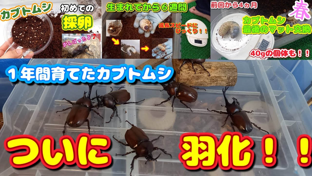１年間育ててきた国産カブトムシが、ついに羽化！！幼虫育成キットから成虫飼育ケースへ掘り出し